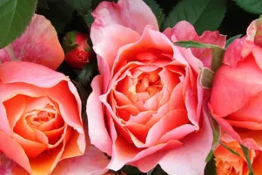 Forever Roses: Bright coral blooms symbolizing joy and admiration, perfect for a gift that lasts beyond the moment