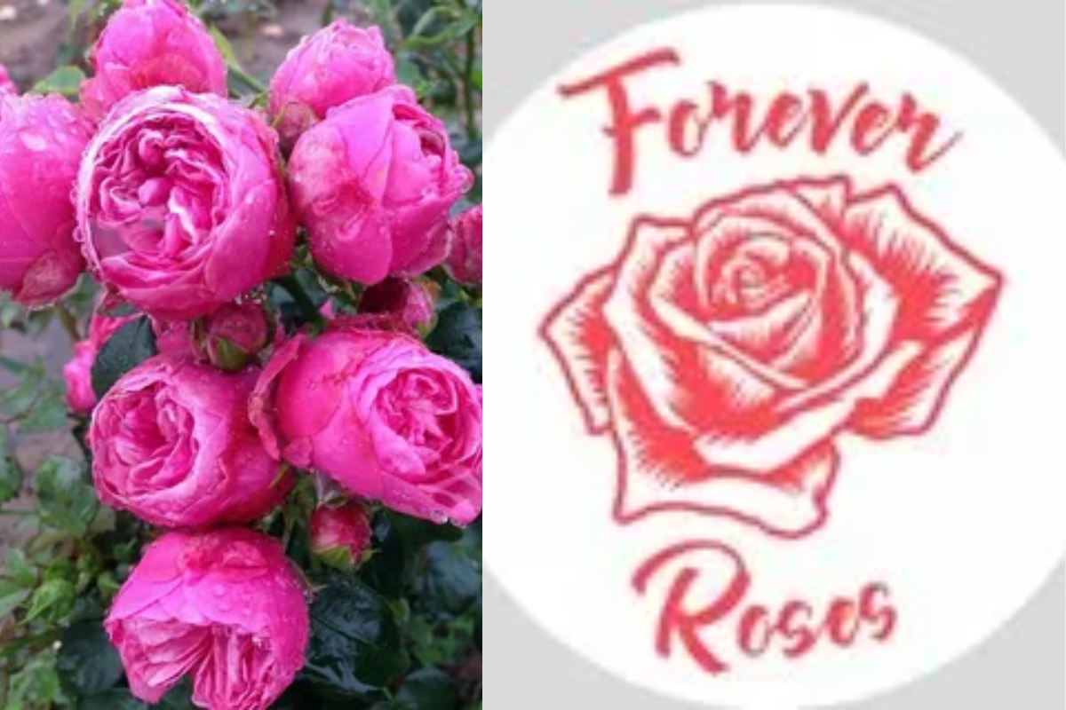 Forever Roses: Vibrant pink roses that symbolize everlasting love, captured in a timeless design for all occasions