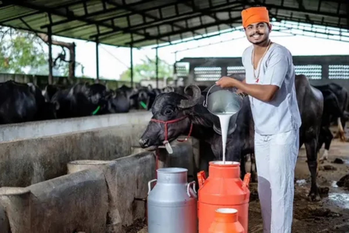 Farmer pouring fresh buffalo milk, showcasing the purity and quality guaranteed by the Wellhealthorganic Buffalo Milk tag, ensuring organic and chemical-free dairy products