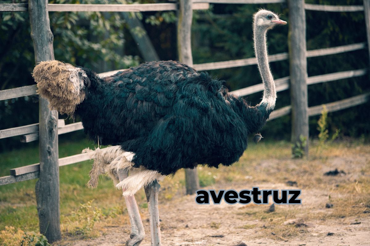 An ostrich standing in a well-maintained enclosure, showcasing its tall stature and elegant feathers, representing proper care and protection as outlined in the Avestruz Care Guide